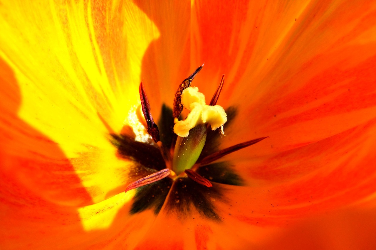 macro flower tulip free photo