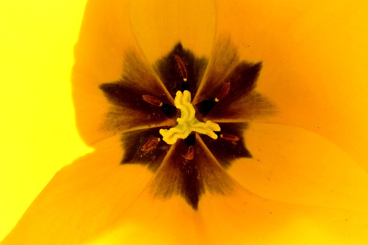 macro flower tulip free photo