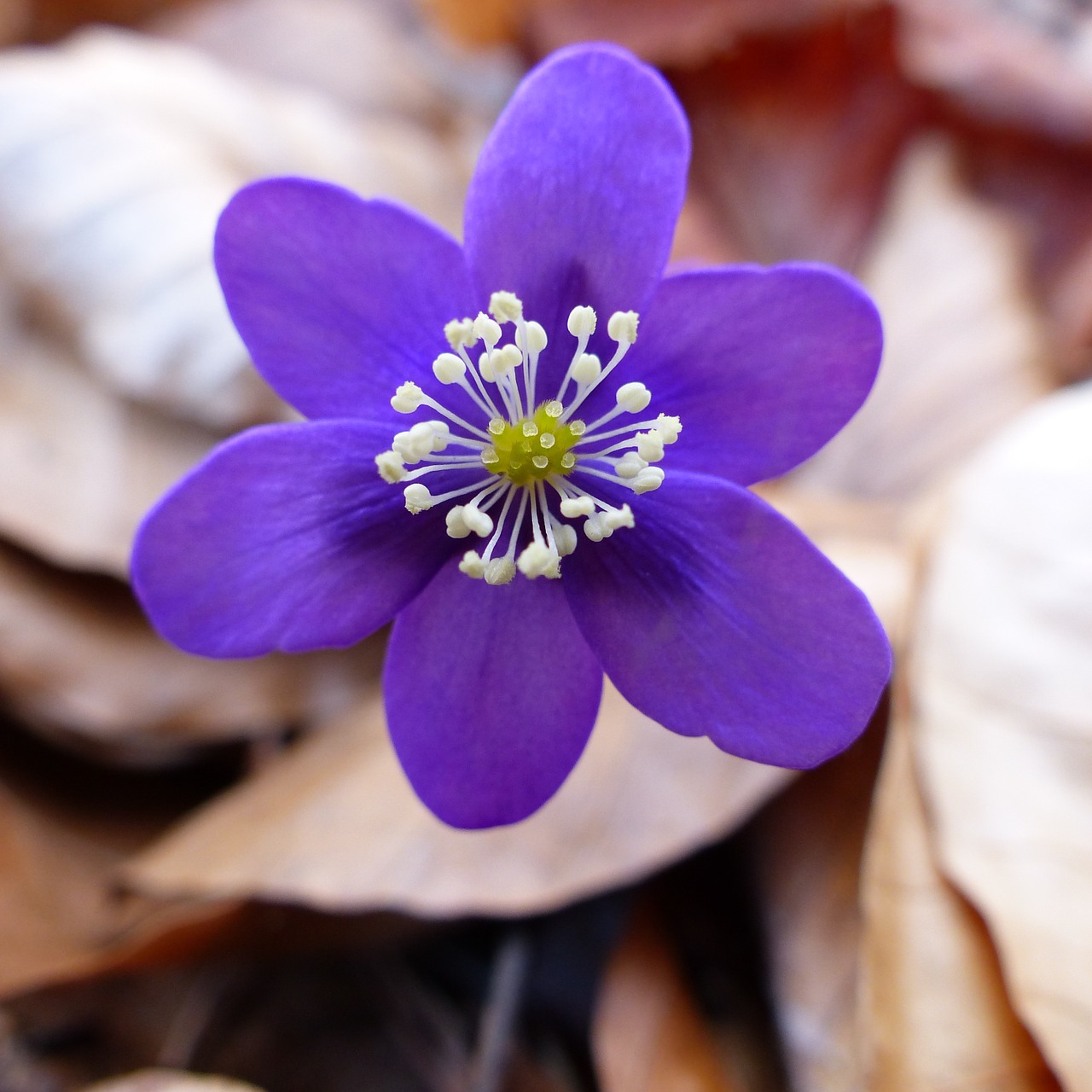 macro flower nature free photo