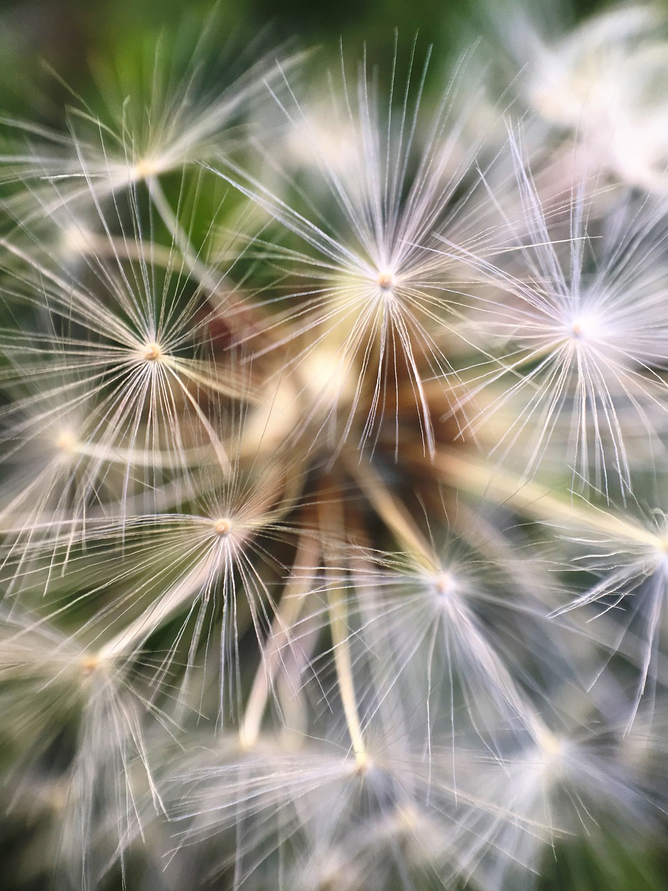 macro dandelion taraxacum free photo