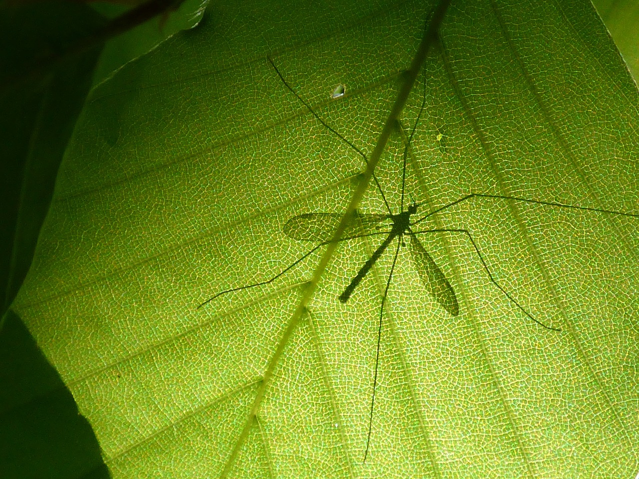 macro leaf insect free photo