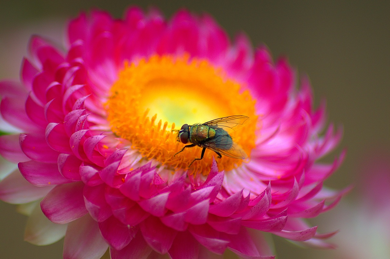 macro fly flower free photo