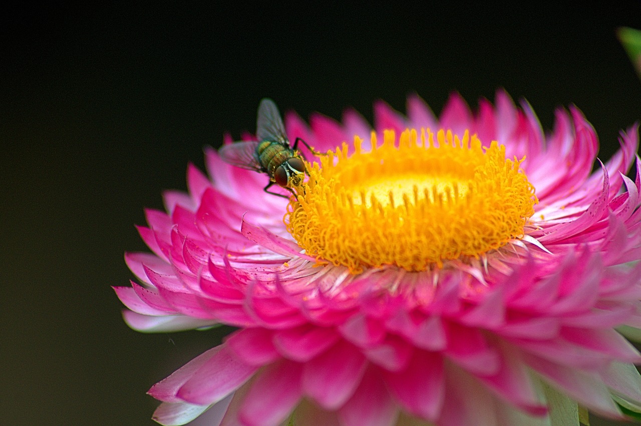 macro fly flower free photo