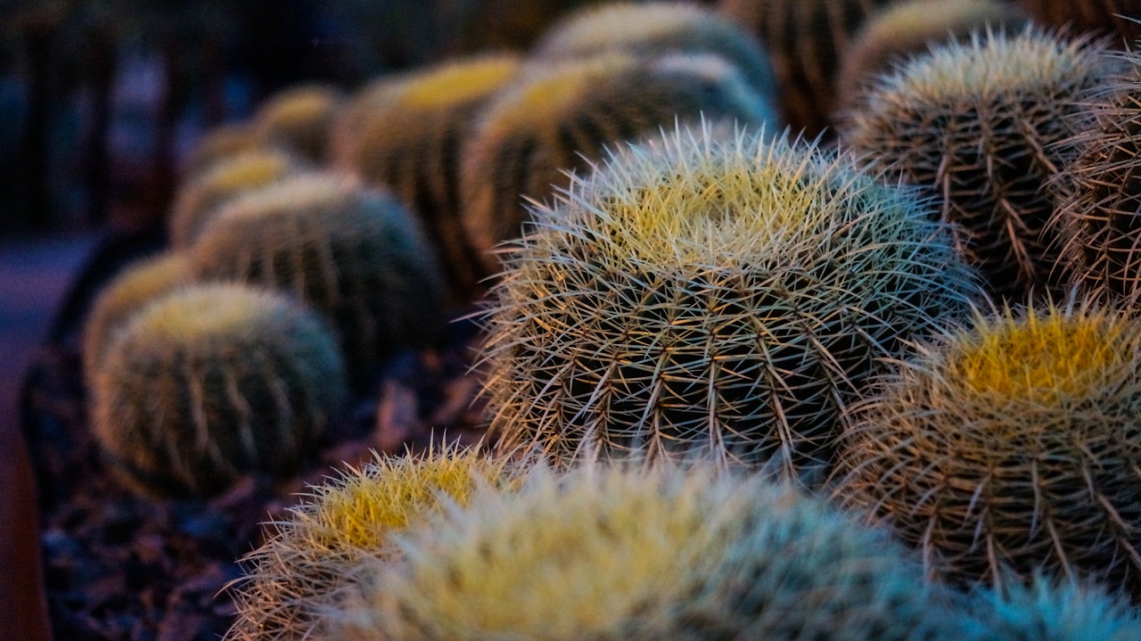 macro shrub ornamental shrubs free photo