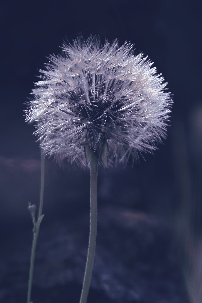 macro spring dandelion free photo