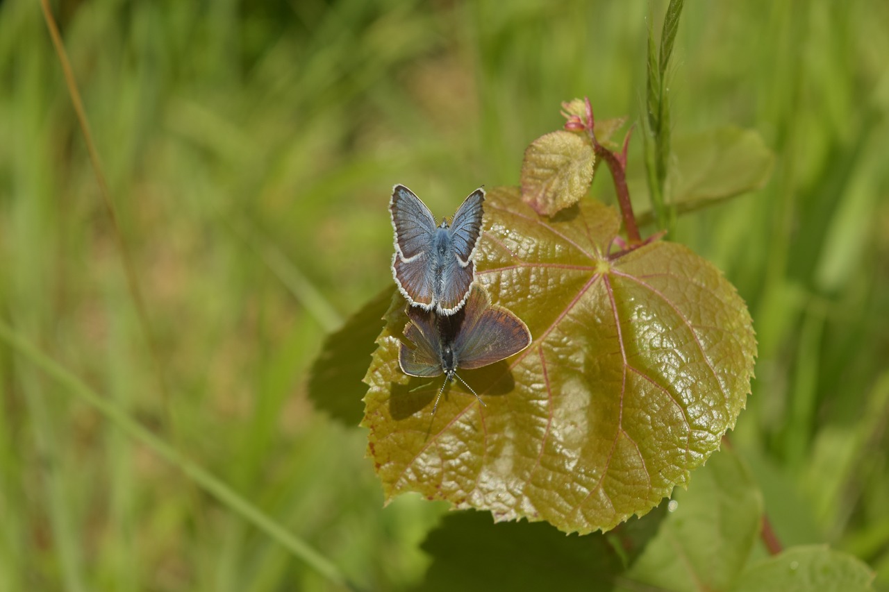 macro butterfly leaf free photo