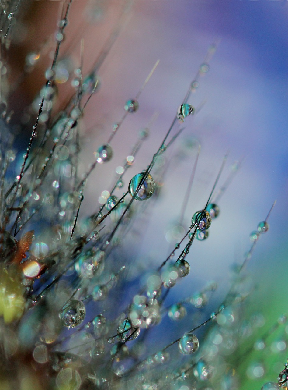 macro dew dewdrops free photo