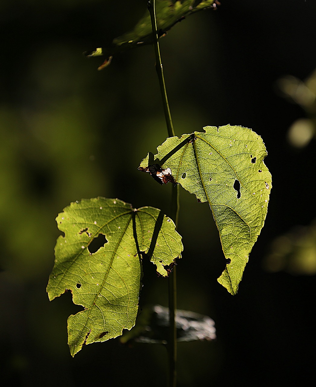 macro leaves beauty free photo