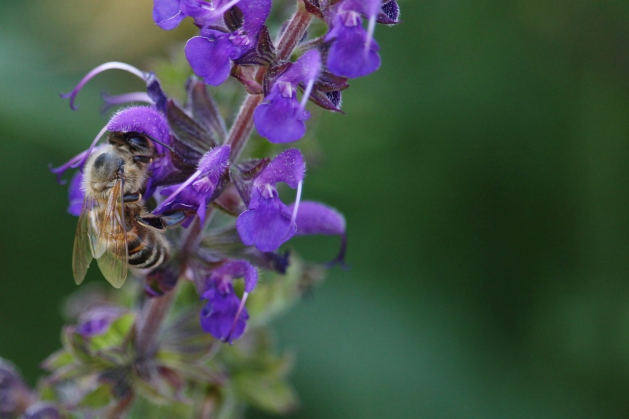 macro bee insect free photo