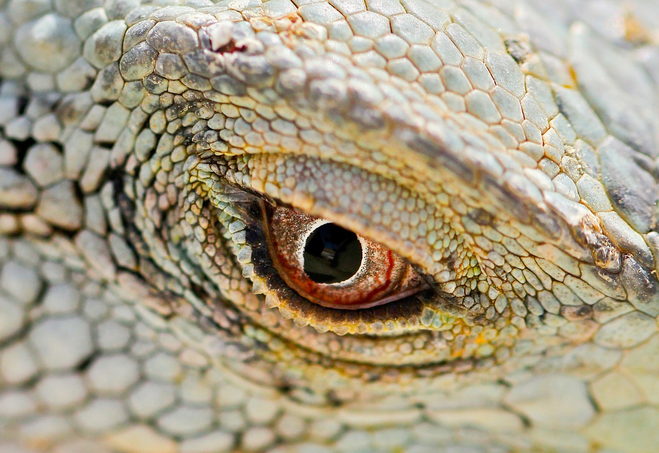 macro iguana red eye free photo