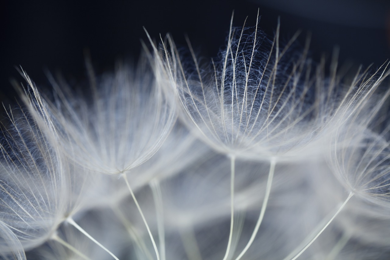 macro flower detail shots free photo