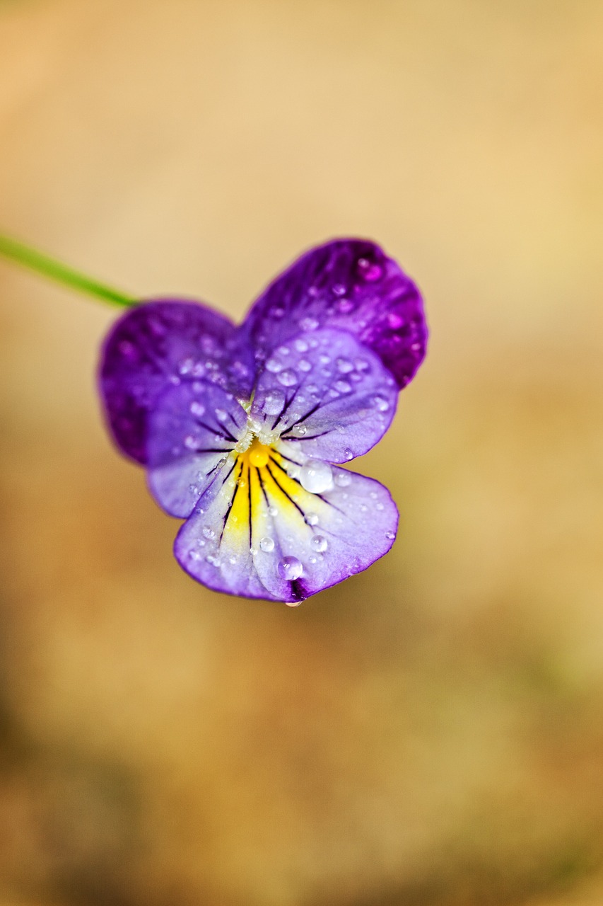 macro flower tiny free photo