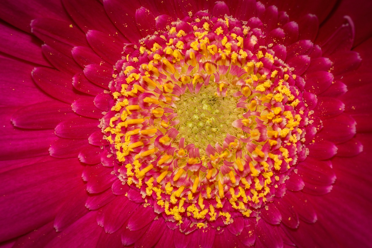 macro flower blossom free photo