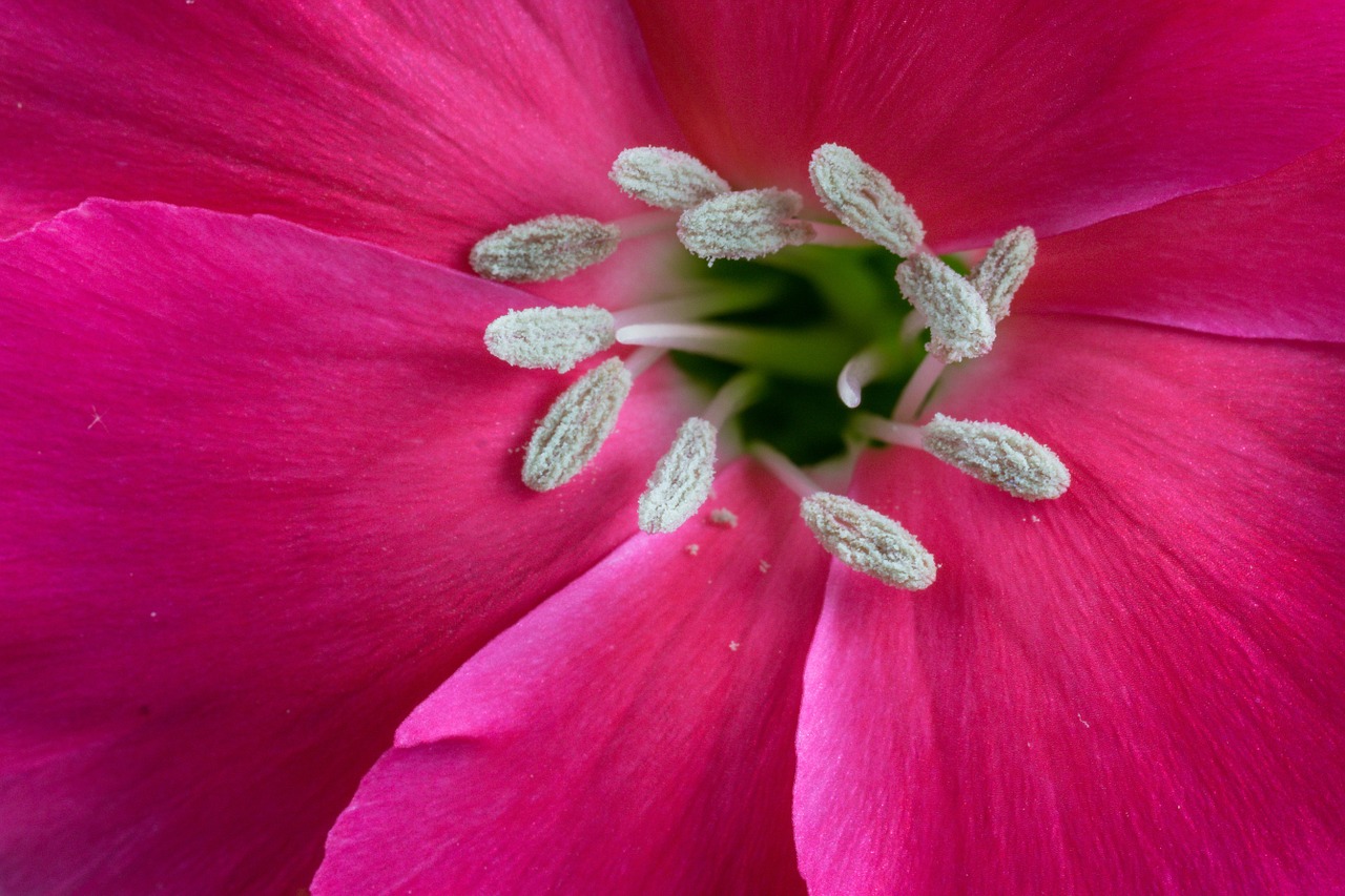 macro flower blossom free photo