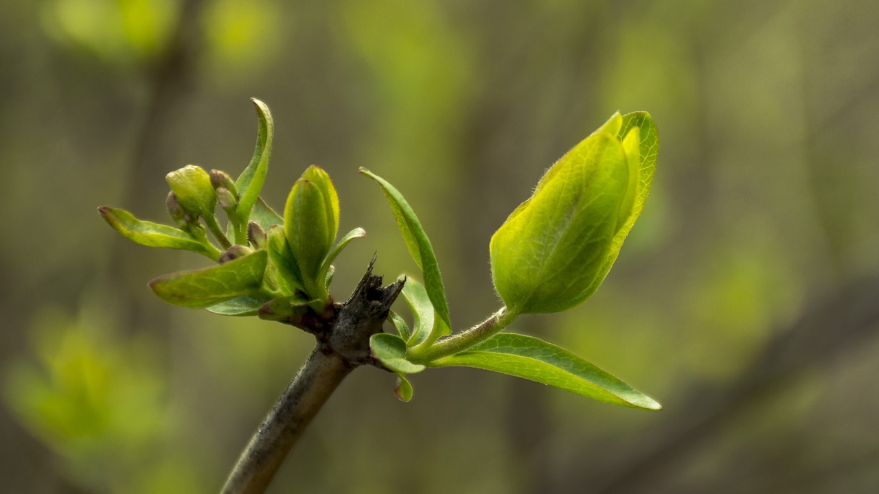 macro green nature free photo