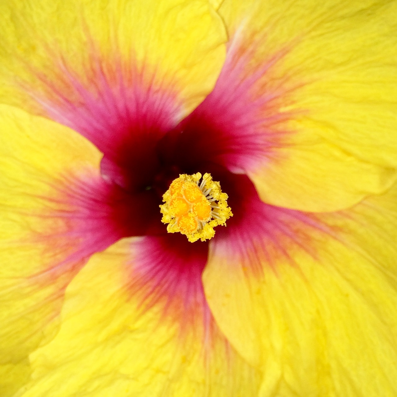 macro tropical flower flower close-up free photo