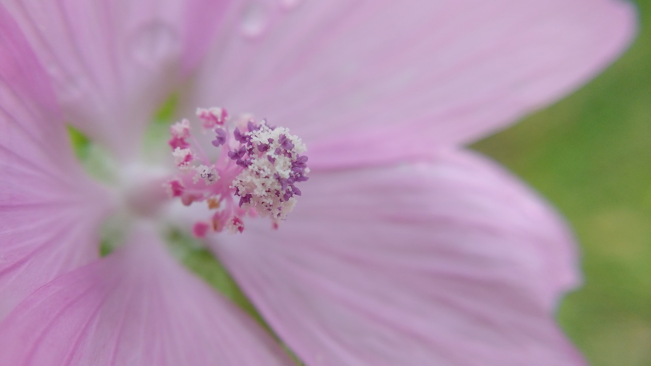 macro flower nature free photo