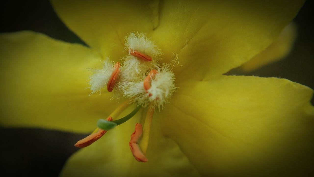 macro pistil yellow free photo