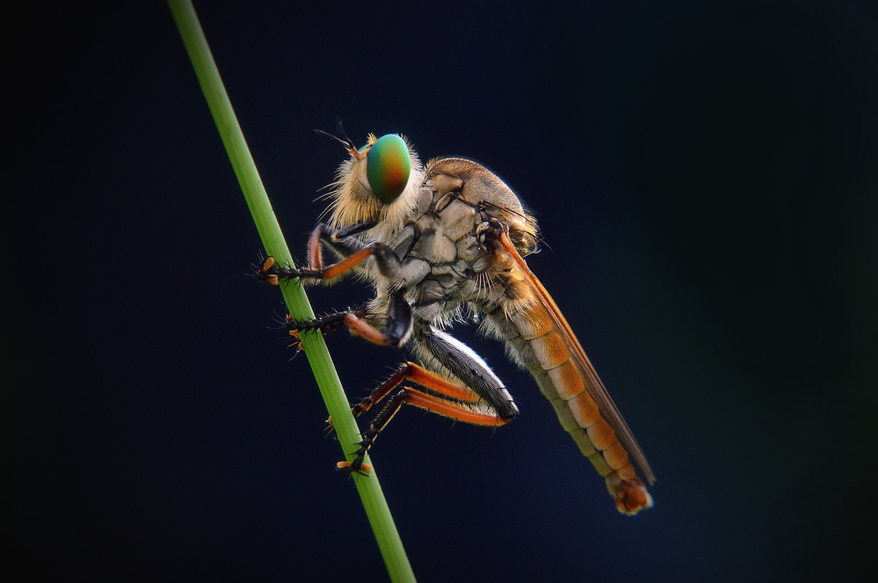 macro robber-fly animal free photo