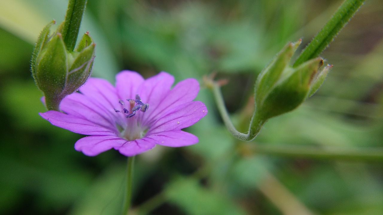 macro pink flower flower free photo