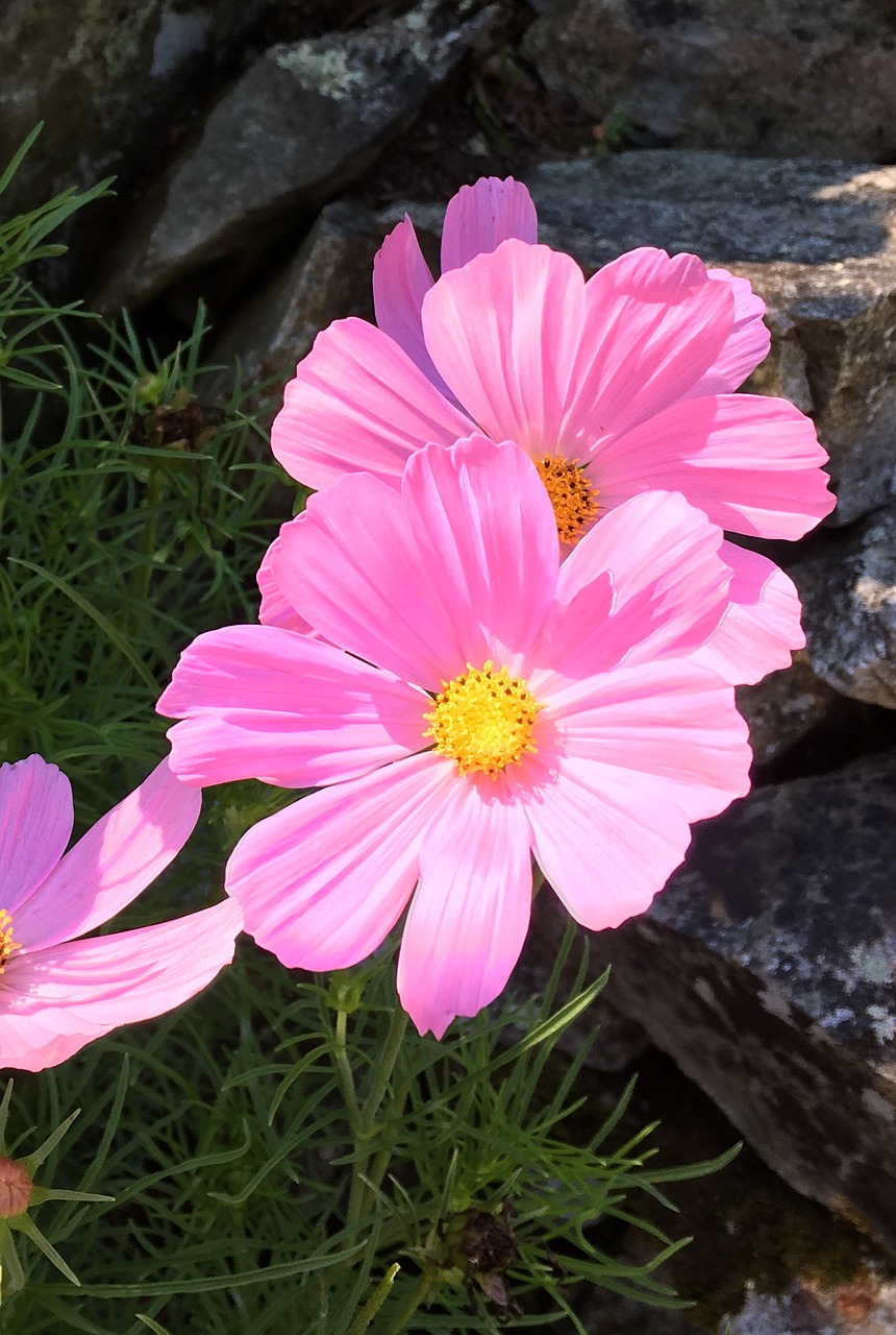 macro cosmo pink free photo