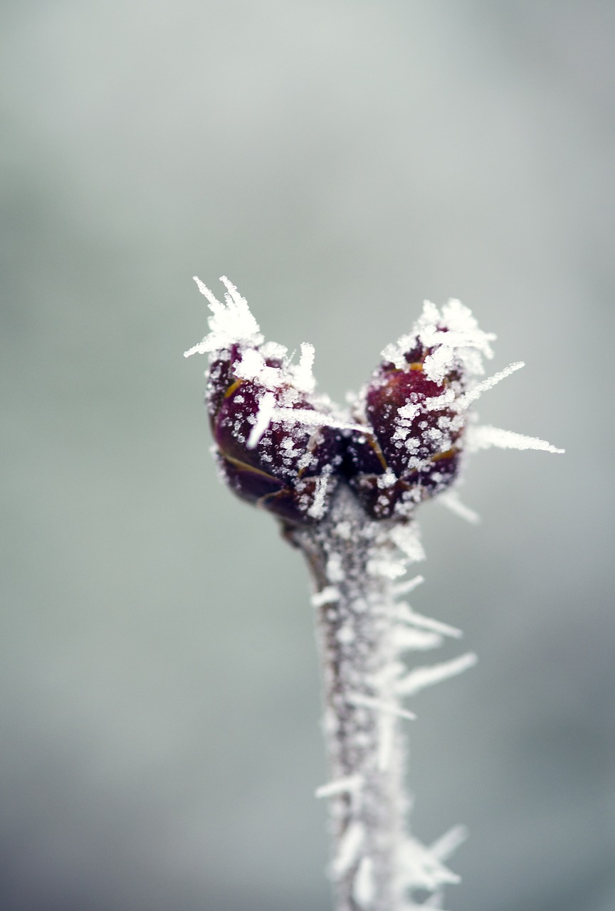 macro nature winter free photo