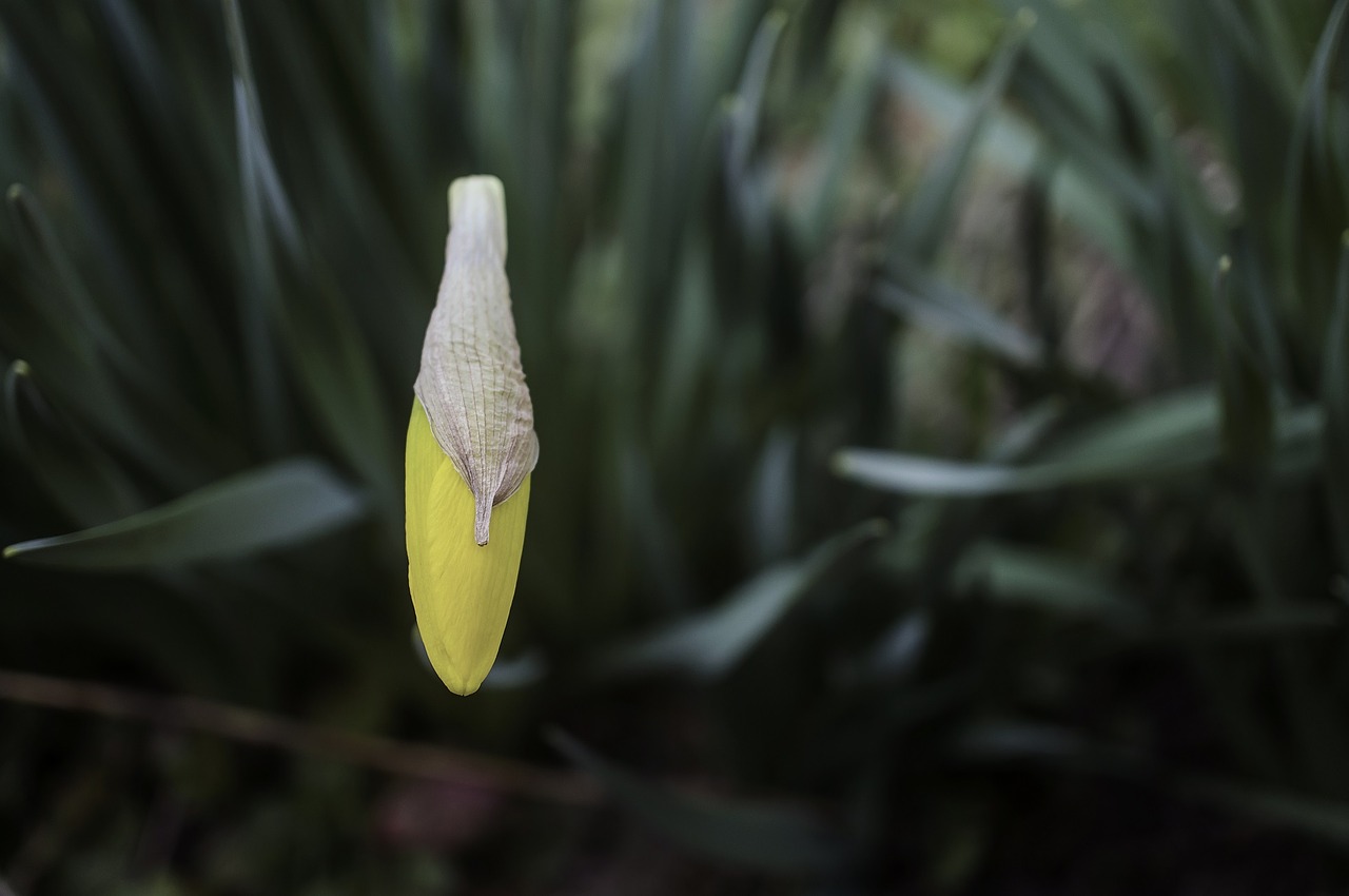 macro flower daffodil free photo