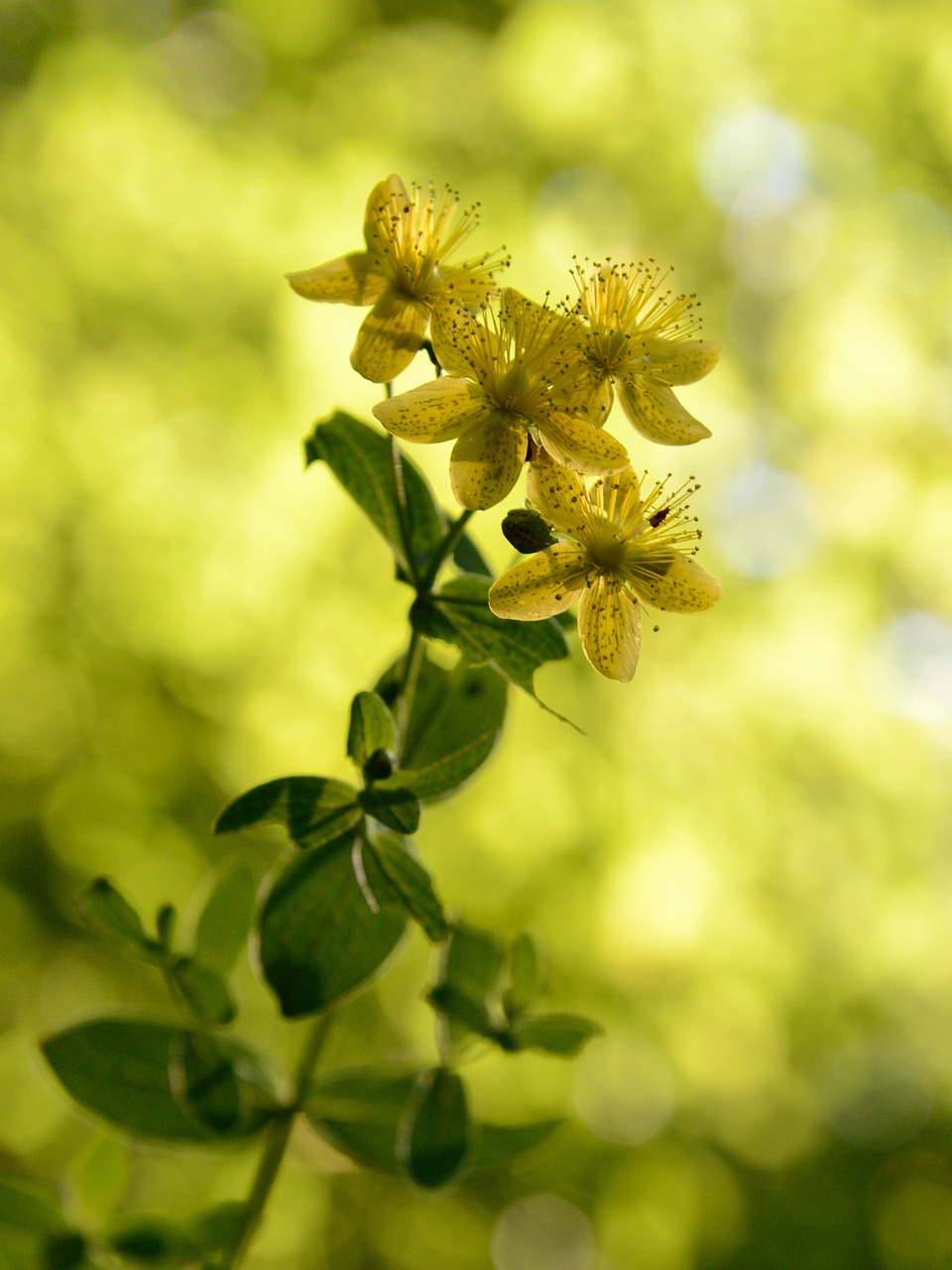 macro yellow flower free photo