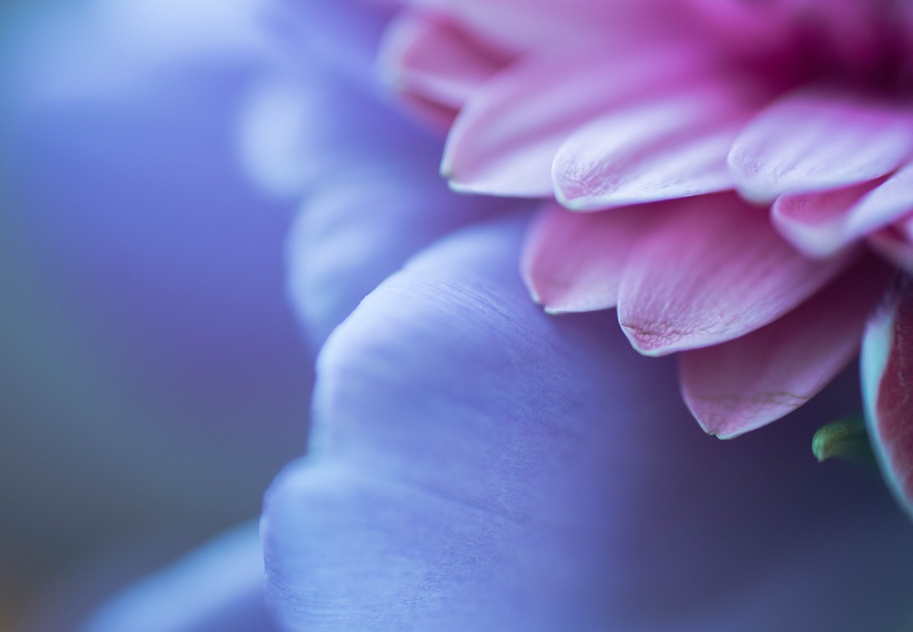 macro purple flower free photo