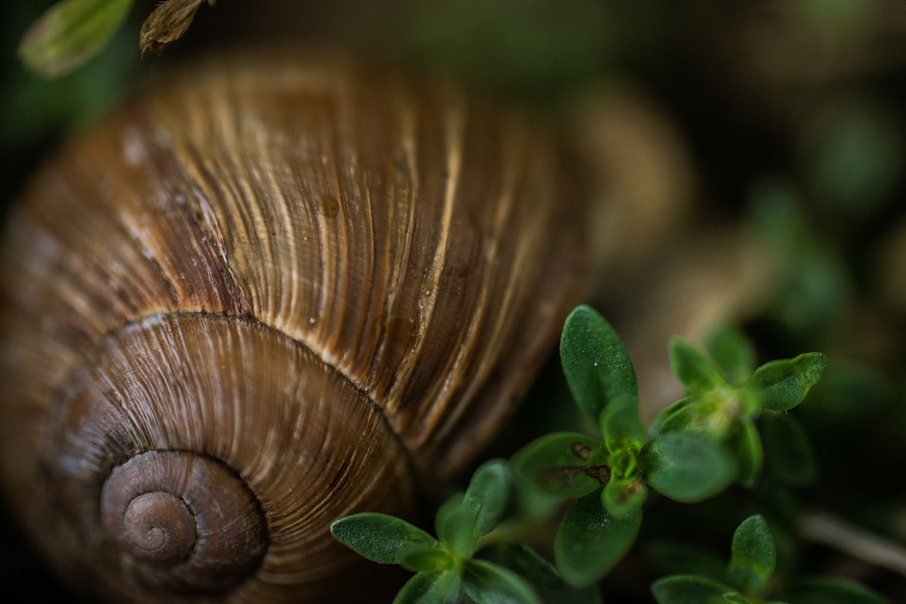 macro snail nature free photo