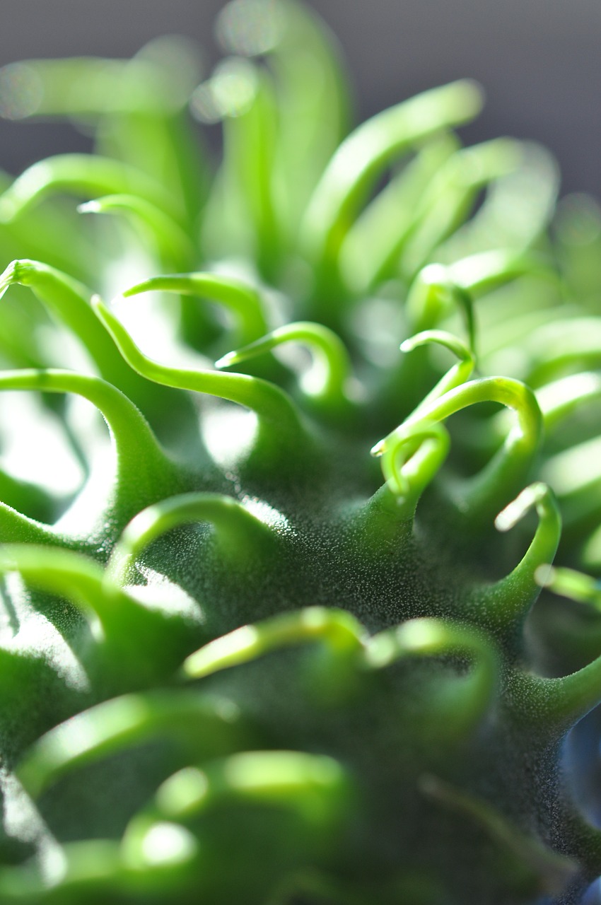 macro ornamental cucumber plant free photo