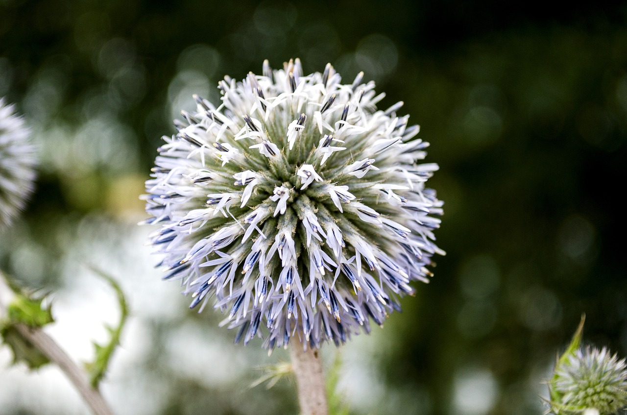 macro flower flora free photo