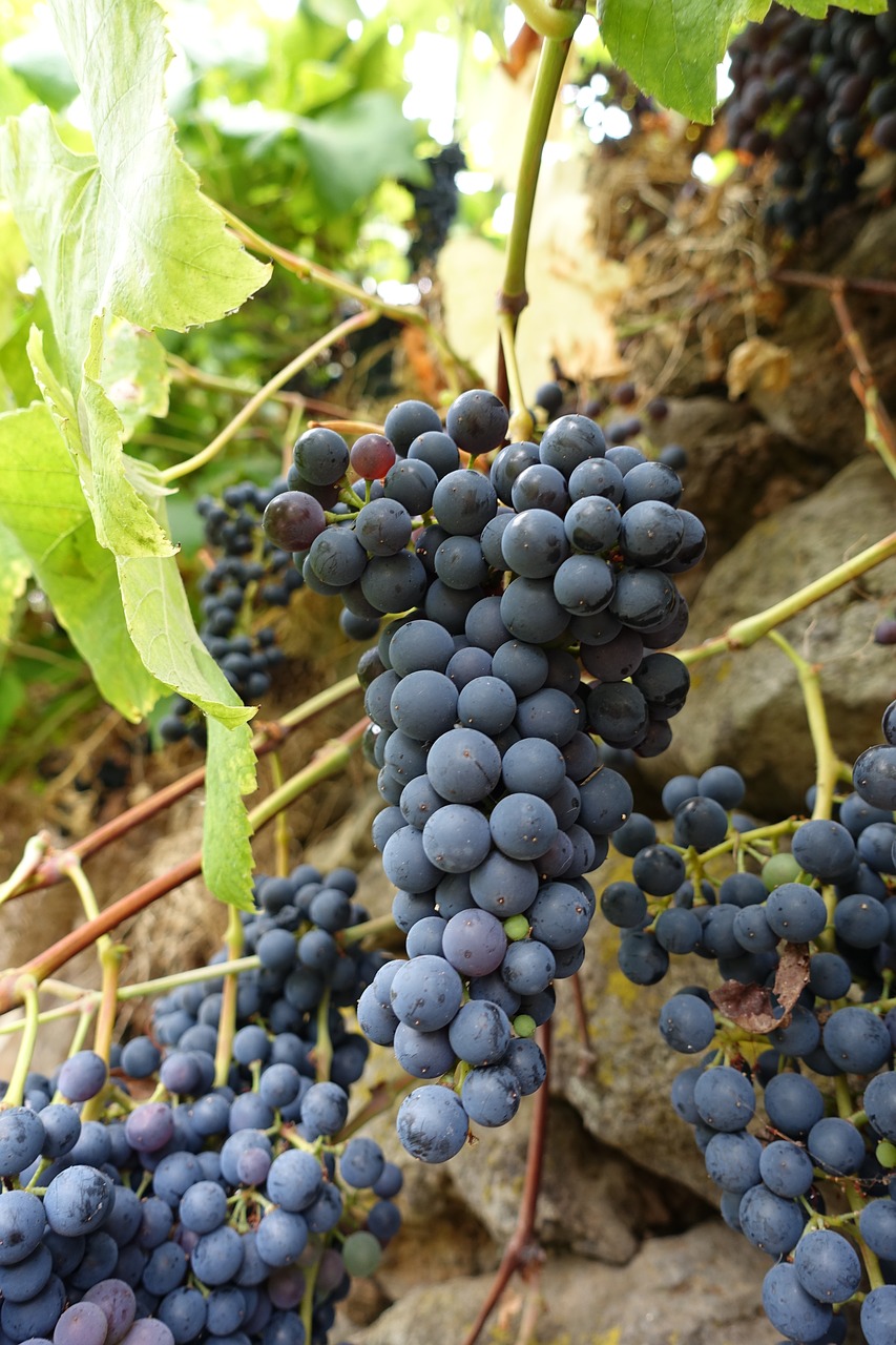 macro grapes madeira free photo