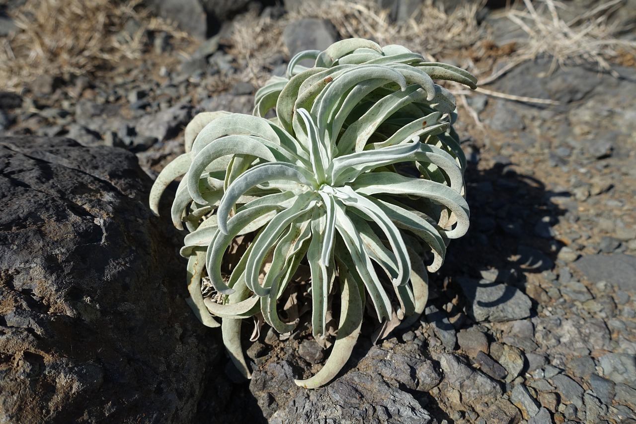 macro plant garden free photo