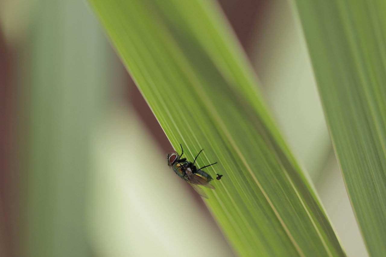 macro fly grass free photo