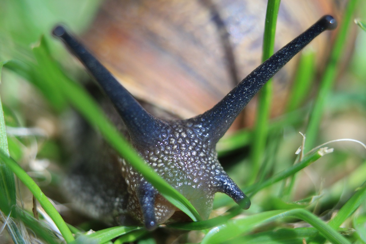 macro snail nature free photo