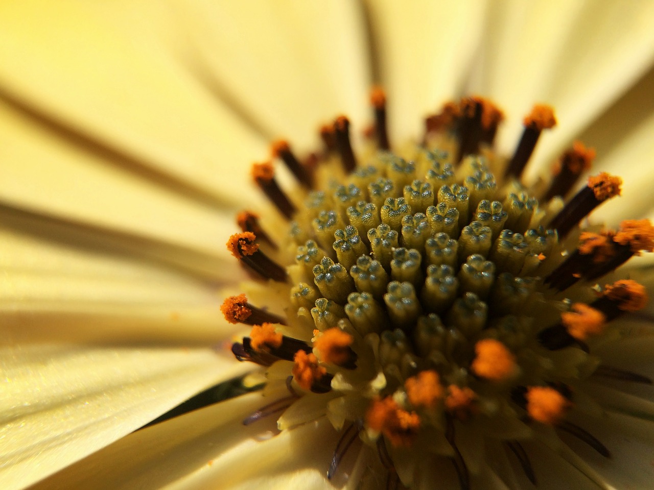 macro flower plant free photo