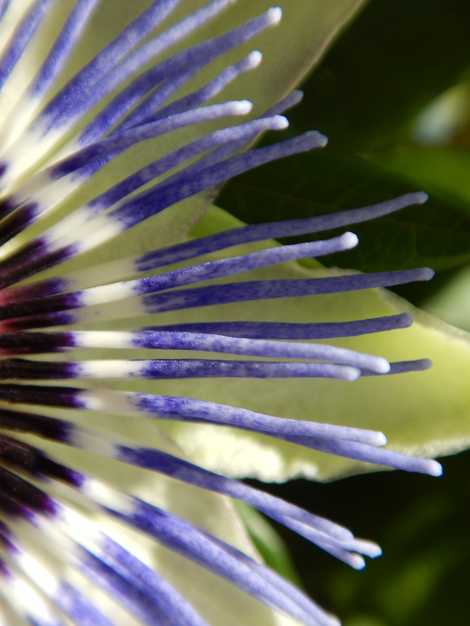 macro passion flower graphically free photo