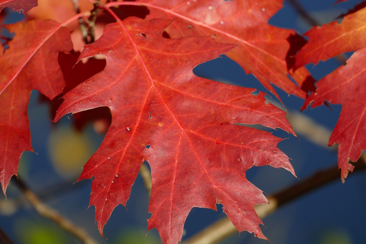 macro autumn leaf sessile oak free photo