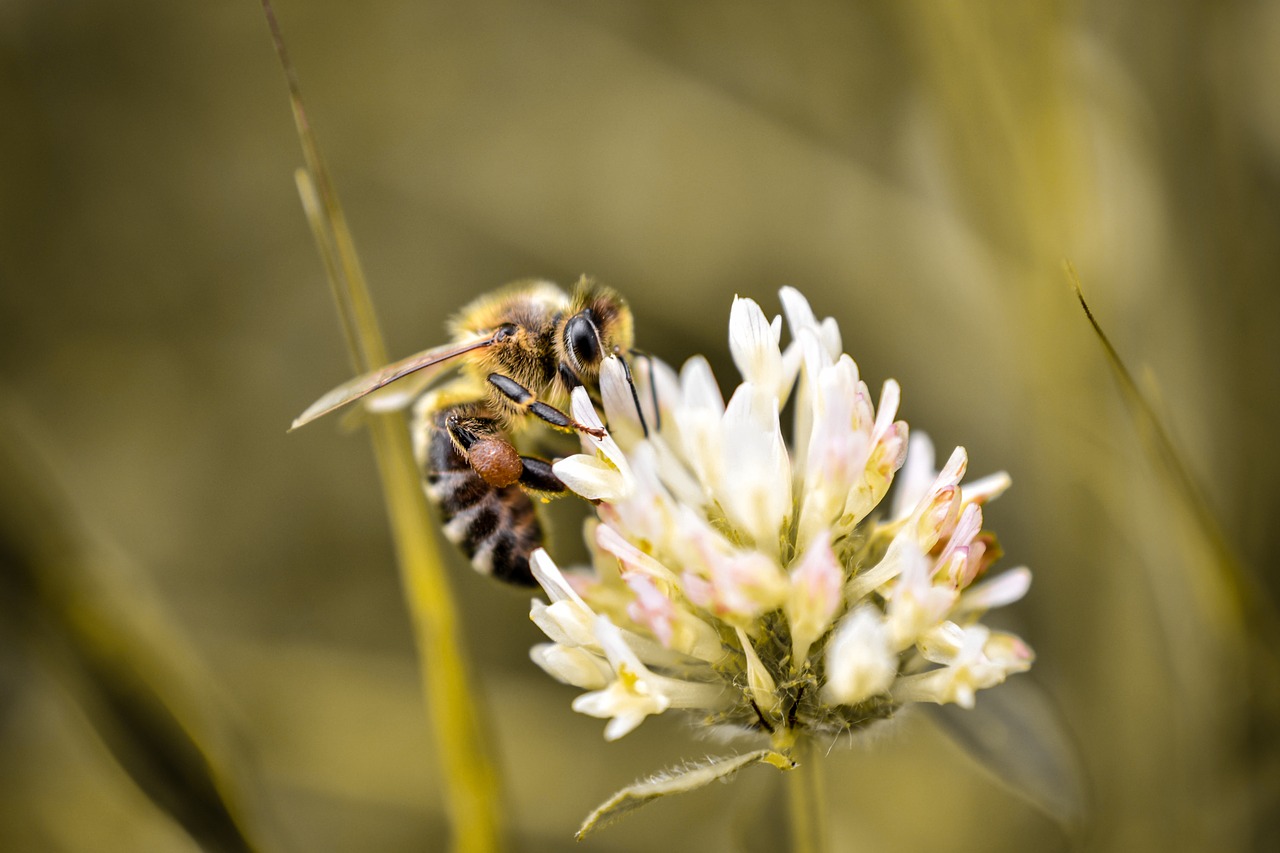 macro insect nature free photo