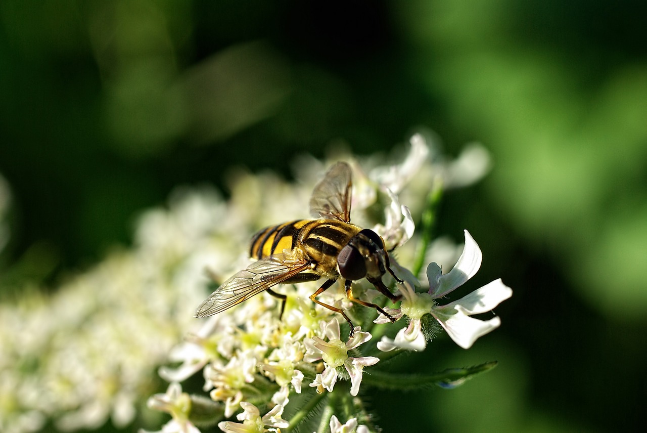 macro bug nature free photo