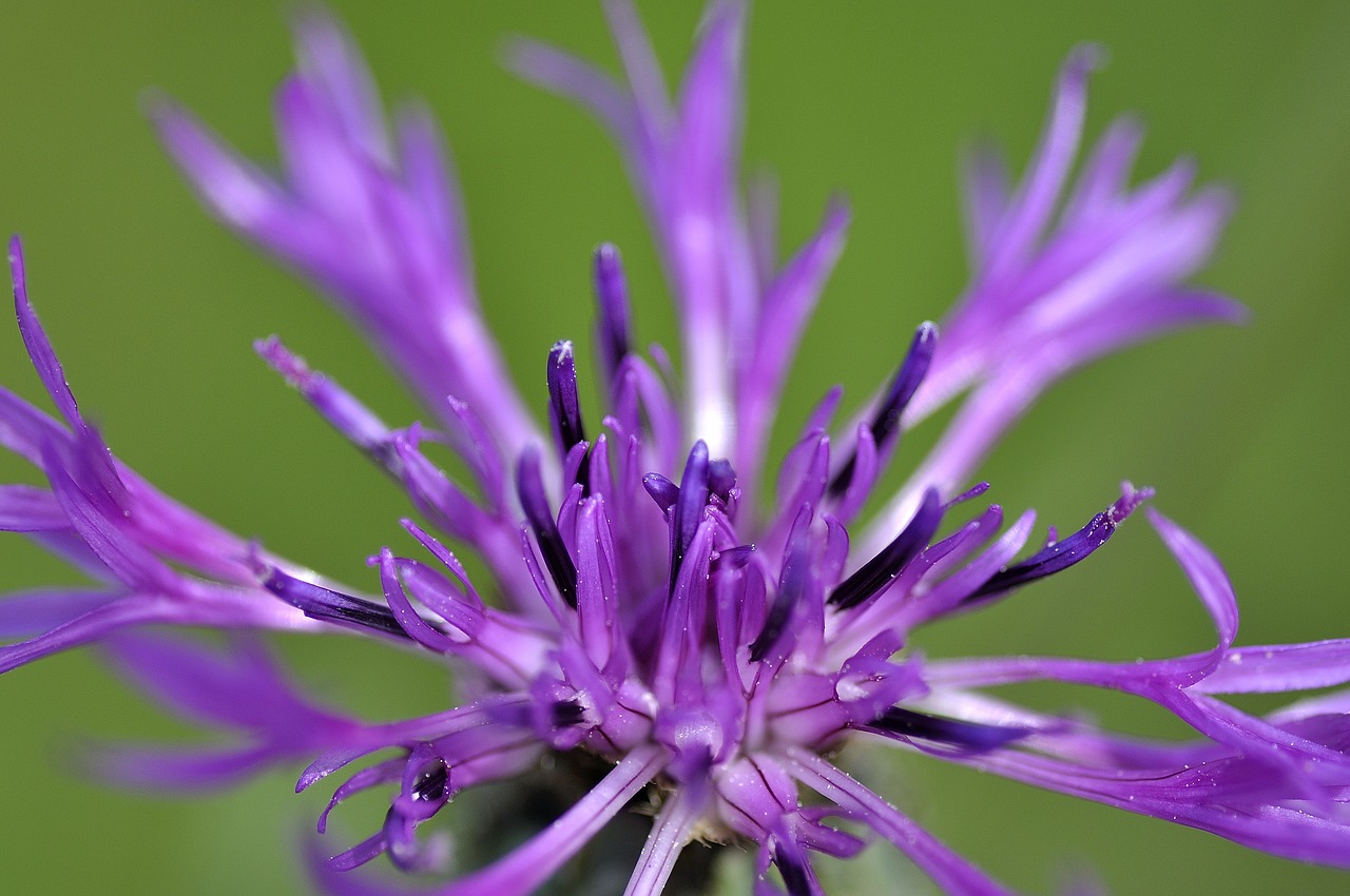 cornflower blossom bloom free photo