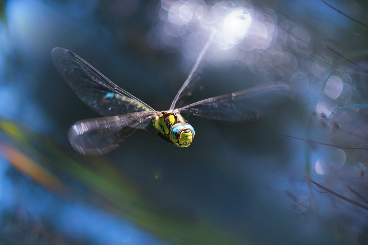 macro dragonfly nature free photo