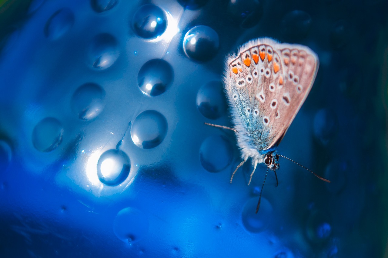 macro butterfly blue free photo