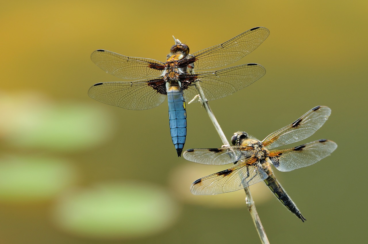 macro dragonfly insect free photo