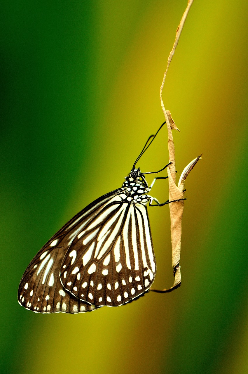 macro butterfly free pictures free photo