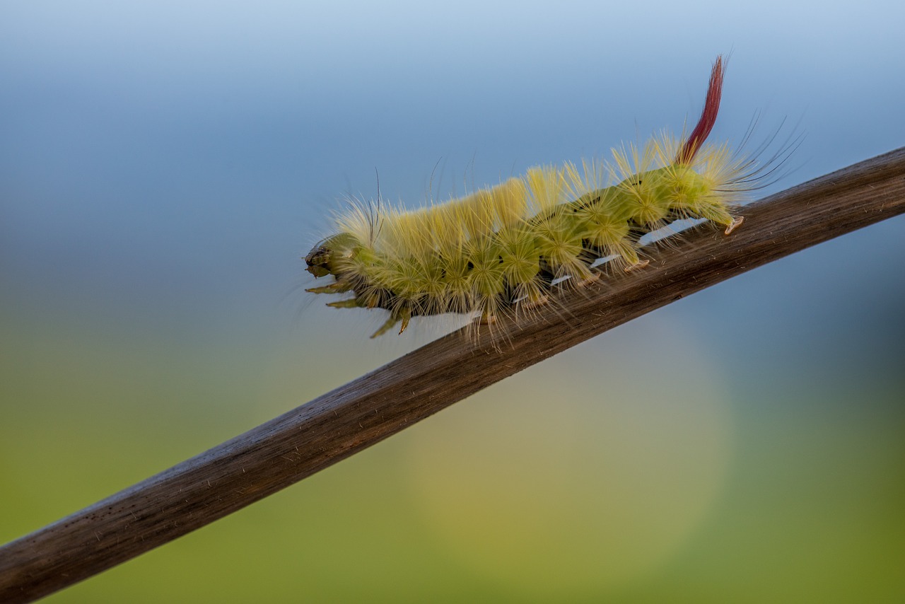 macro caterpillar nature free photo