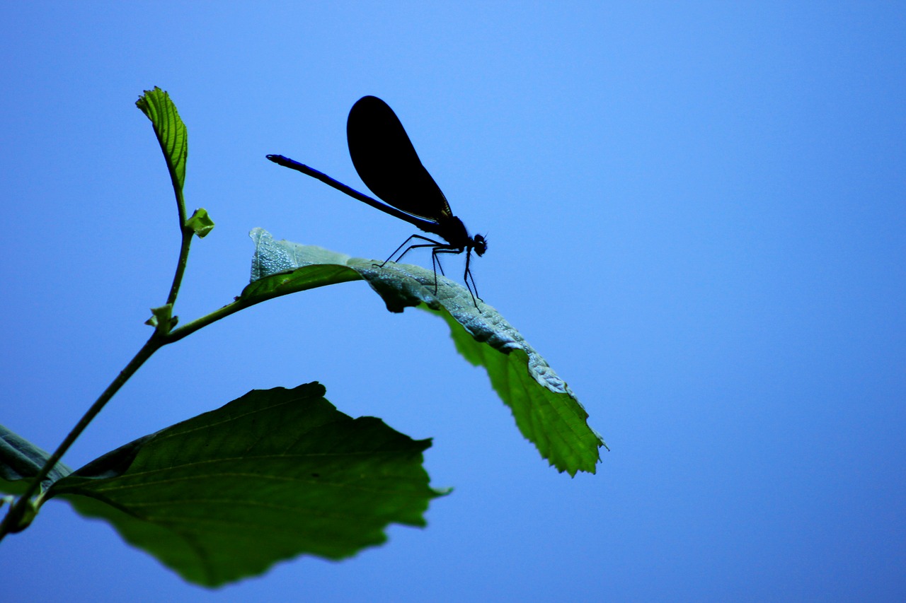 macro blue plant free photo