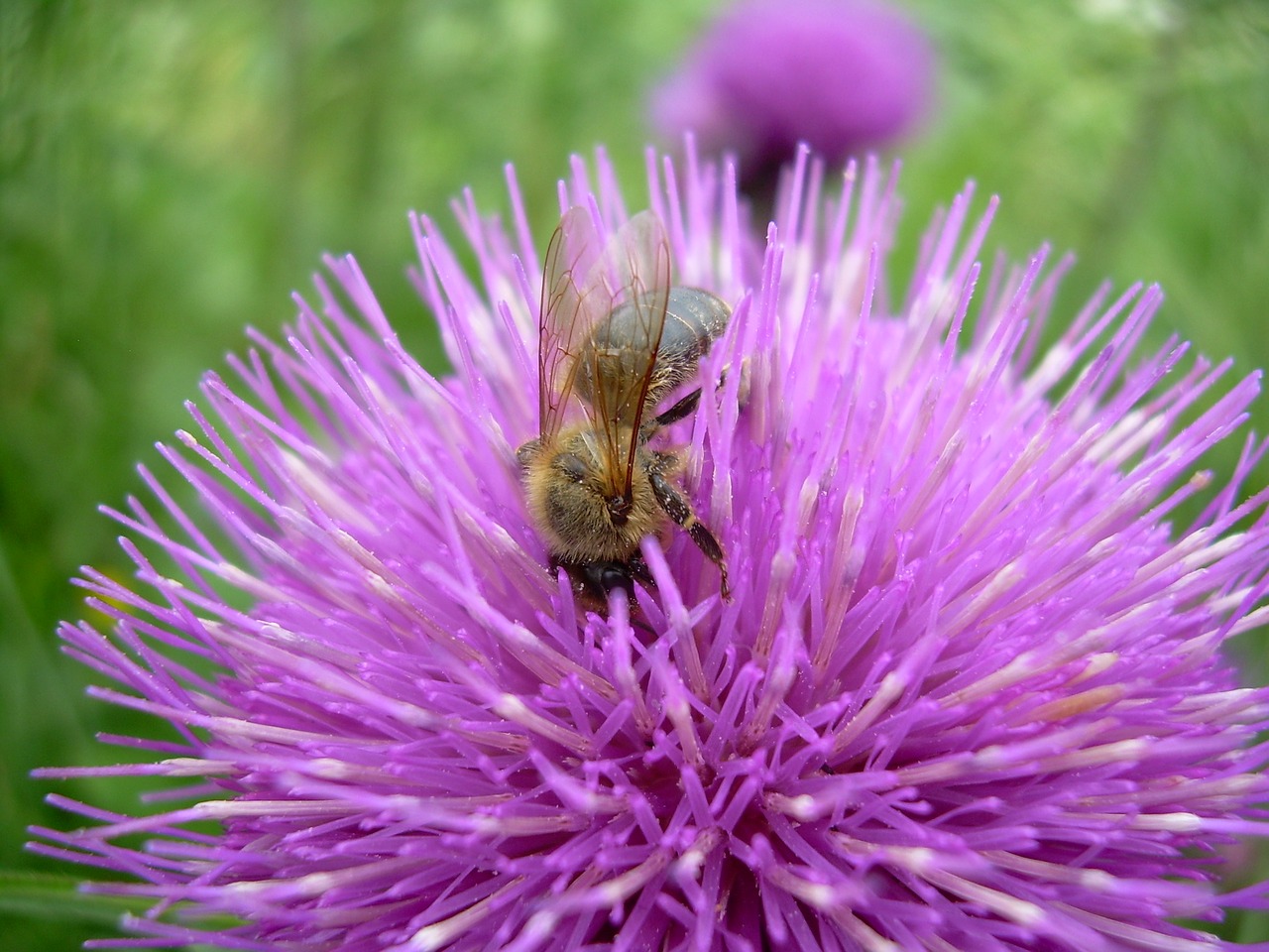 macro bee flower free photo