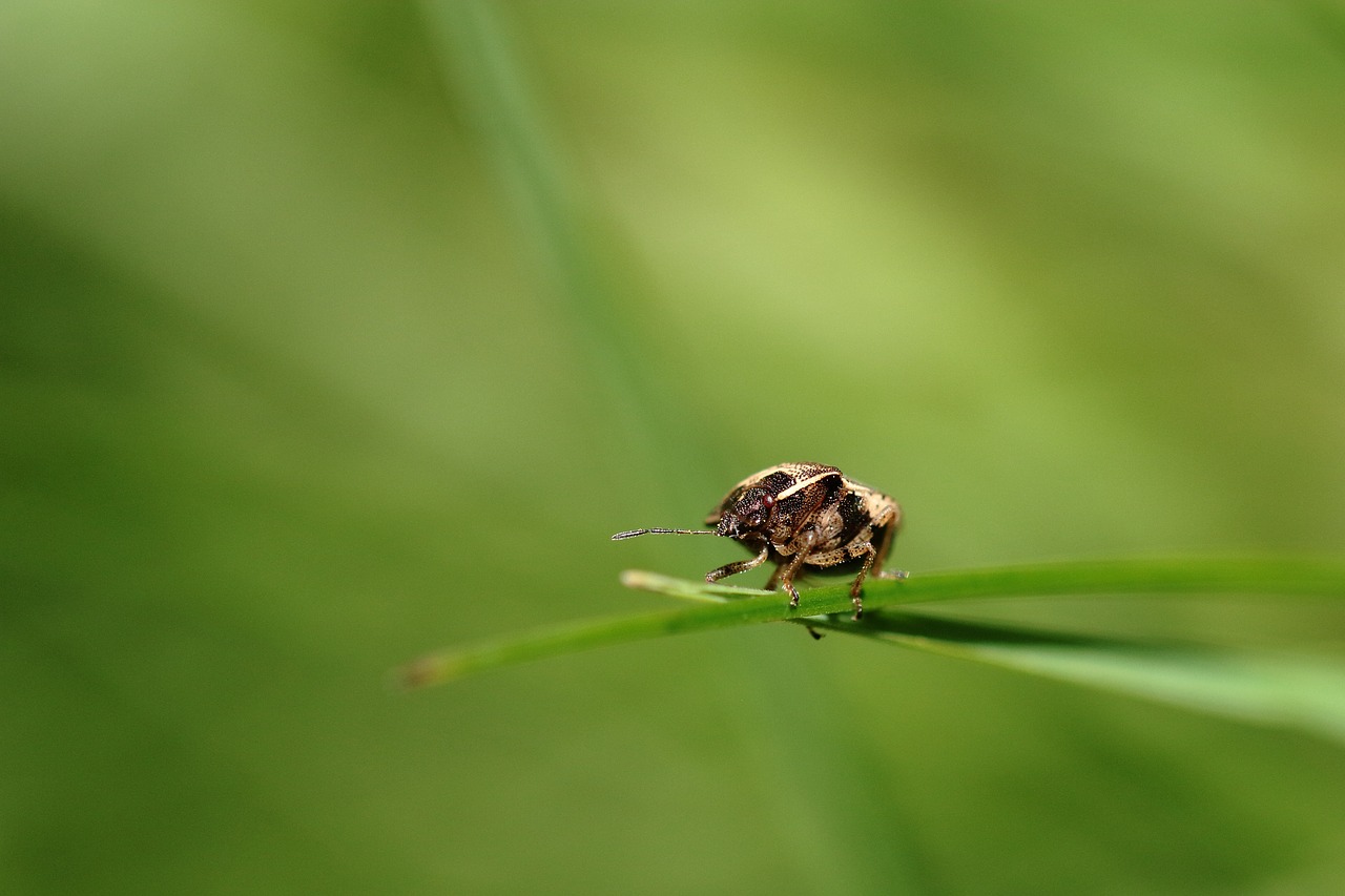 macro green insect free photo